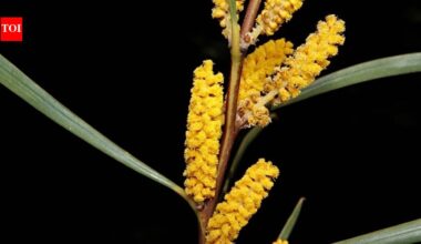 South Africa in the late 1800s planted millions of Australian acacias to stabilise sand dunes, but today scientists say they're draining rivers and replacing native ecosystems | World News