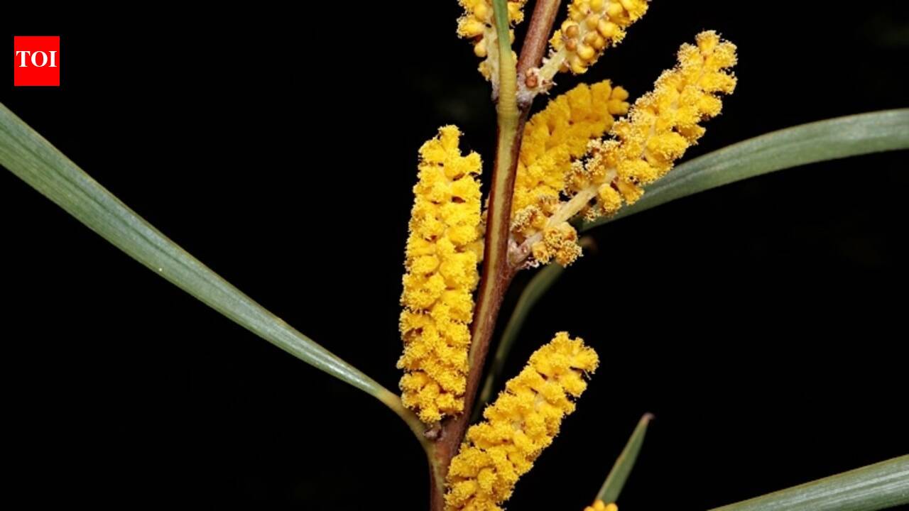 South Africa in the late 1800s planted millions of Australian acacias to stabilise sand dunes, but today scientists say they're draining rivers and replacing native ecosystems | World News