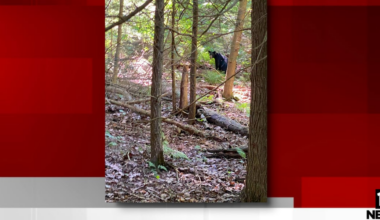 Black bear sightings reported at Ashland County state park