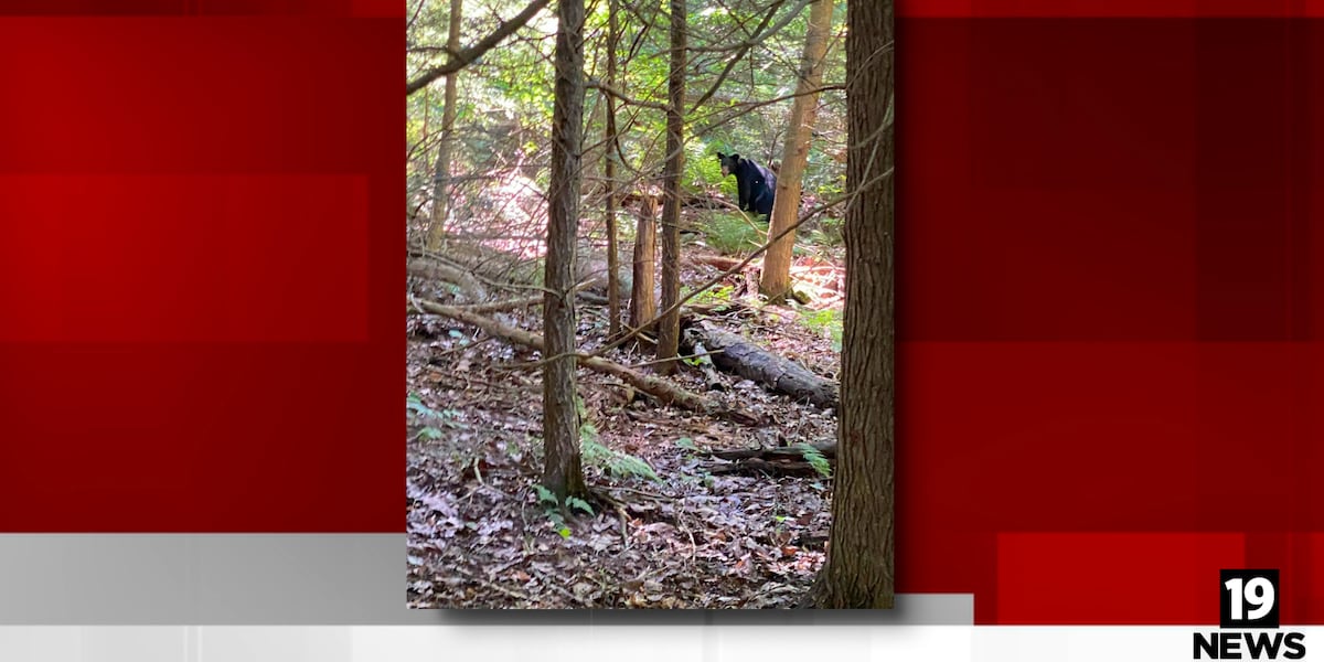 Black bear sightings reported at Ashland County state park