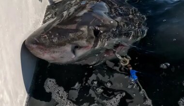 Great white shark tracked moving into Canada for summer migration season
