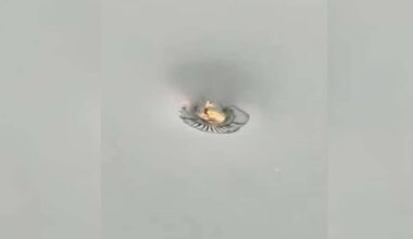 Have You Seen This? Toad goes for a spin