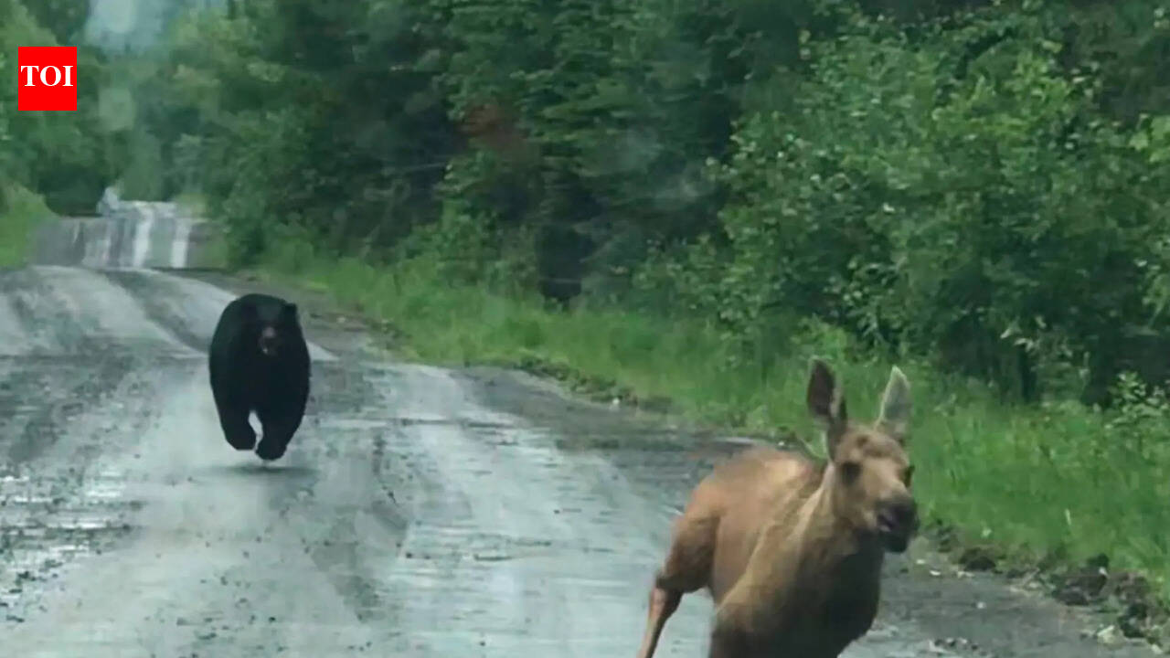 A Maine couple thought they were about to photograph a moose. Instead, a calf and a bear burst from the woods, and they had seconds to decide whether to intervene
