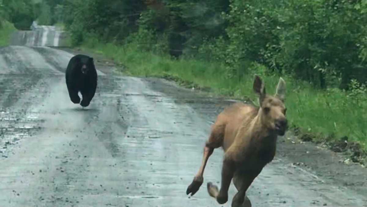 Maine couple spots moose calf being chased by a bear, helps it escape