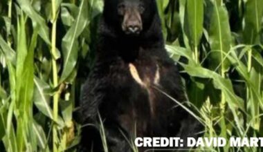 Black bear spotted in West TN confirmed by TWRA