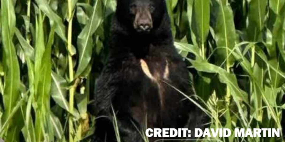Black bear spotted in West TN confirmed by TWRA