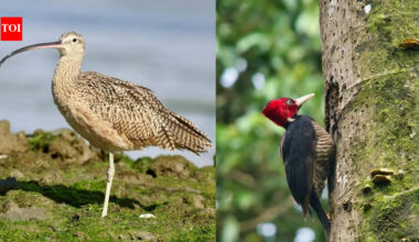 From America to India: The world's most beautiful birds lost to extinction and those on the brink of disappearing forever
