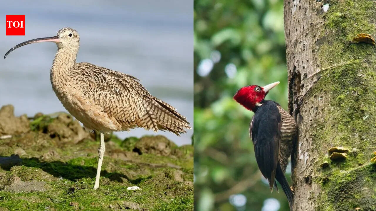 From America to India: The world's most beautiful birds lost to extinction and those on the brink of disappearing forever