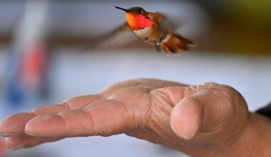Researchers attempt to follow a hummingbird’s journey from Alaska to Mexico for first time