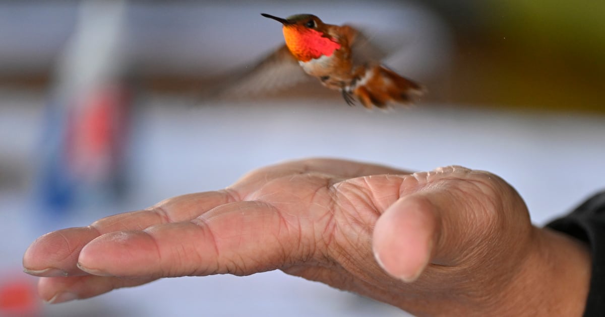 Researchers attempt to follow a hummingbird’s journey from Alaska to Mexico for first time