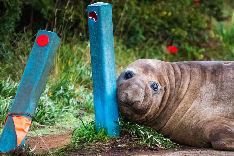 Neil the Seal, a 1,000 kg (2,200 pound) elephant seal, nuzzles up to bollards he has damaged in Tasmania, Australia, June 27, 2026.