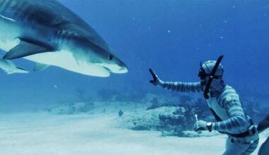 Forrest Galante says most shark bites are a case of mistaken identity as Florida attacks lead the US