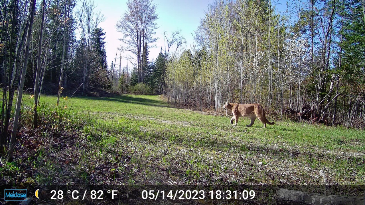 May 2023 cougar sighting UP-1.jpg