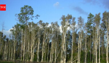 The United States in 1906 planted Australian melaleuca trees to drain Florida's wetlands, but scientists now say they spread across nearly 500,000 acres, replacing native sawgrass marshes with dense invasive forests that alter fire and water cycles | World News