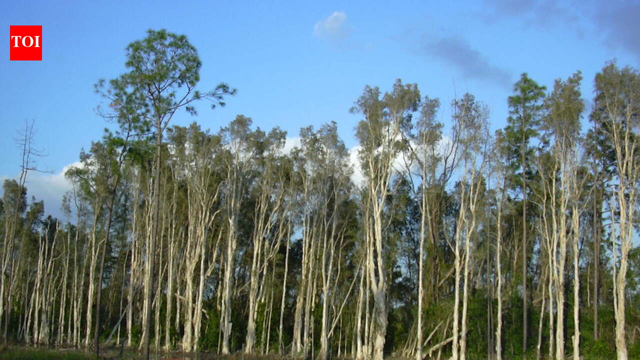 The United States in 1906 planted Australian melaleuca trees to drain Florida's wetlands, but scientists now say they spread across nearly 500,000 acres, replacing native sawgrass marshes with dense invasive forests that alter fire and water cycles | World News
