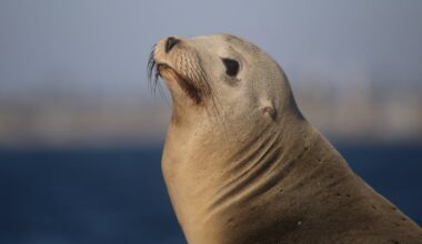 NOAA eyes potential changes to Alaska sea lion protections as Trump urges boosted seafood harvests