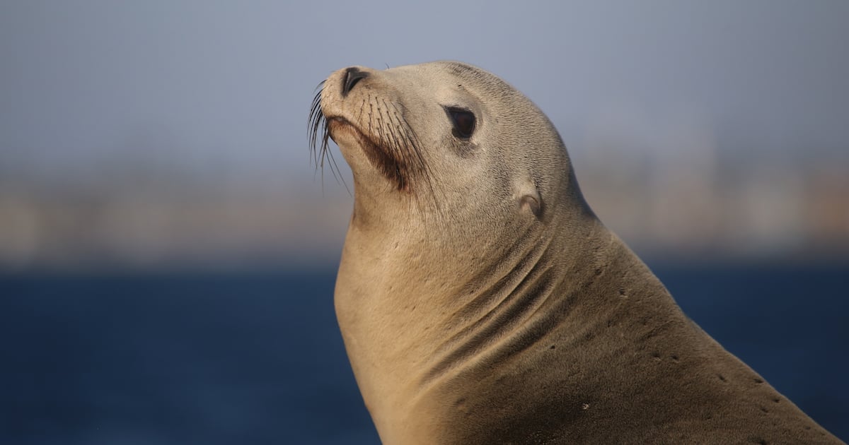 NOAA eyes potential changes to Alaska sea lion protections as Trump urges boosted seafood harvests