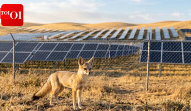 San Joaquin Kit Fox :How massive Solar farms in California are providing surprising benefits in preserving the endangered San Joaquin kit foxes |