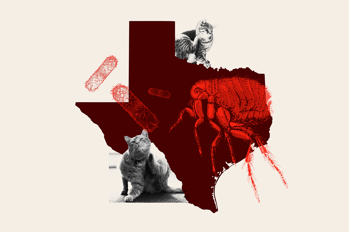 Cat Fleas Linked to Fatal Human Disease in Texas