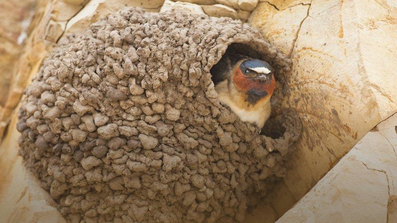 Cliff swallows abandoned the California town they once filled every spring, then people came together to rebuild their nesting habitat and welcomed them back with an annual festival