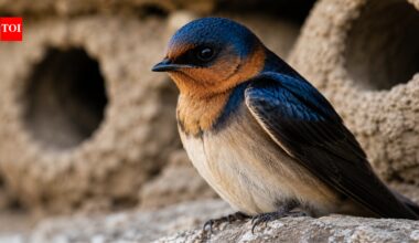 Cliff swallows abandoned the California town they once filled every spring, then people came together to rebuild their homes and welcomed them back with an annual festival |
