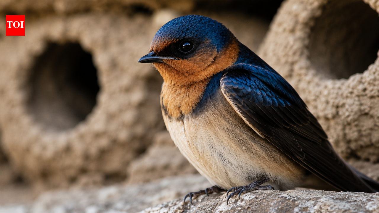 Cliff swallows abandoned the California town they once filled every spring, then people came together to rebuild their homes and welcomed them back with an annual festival |