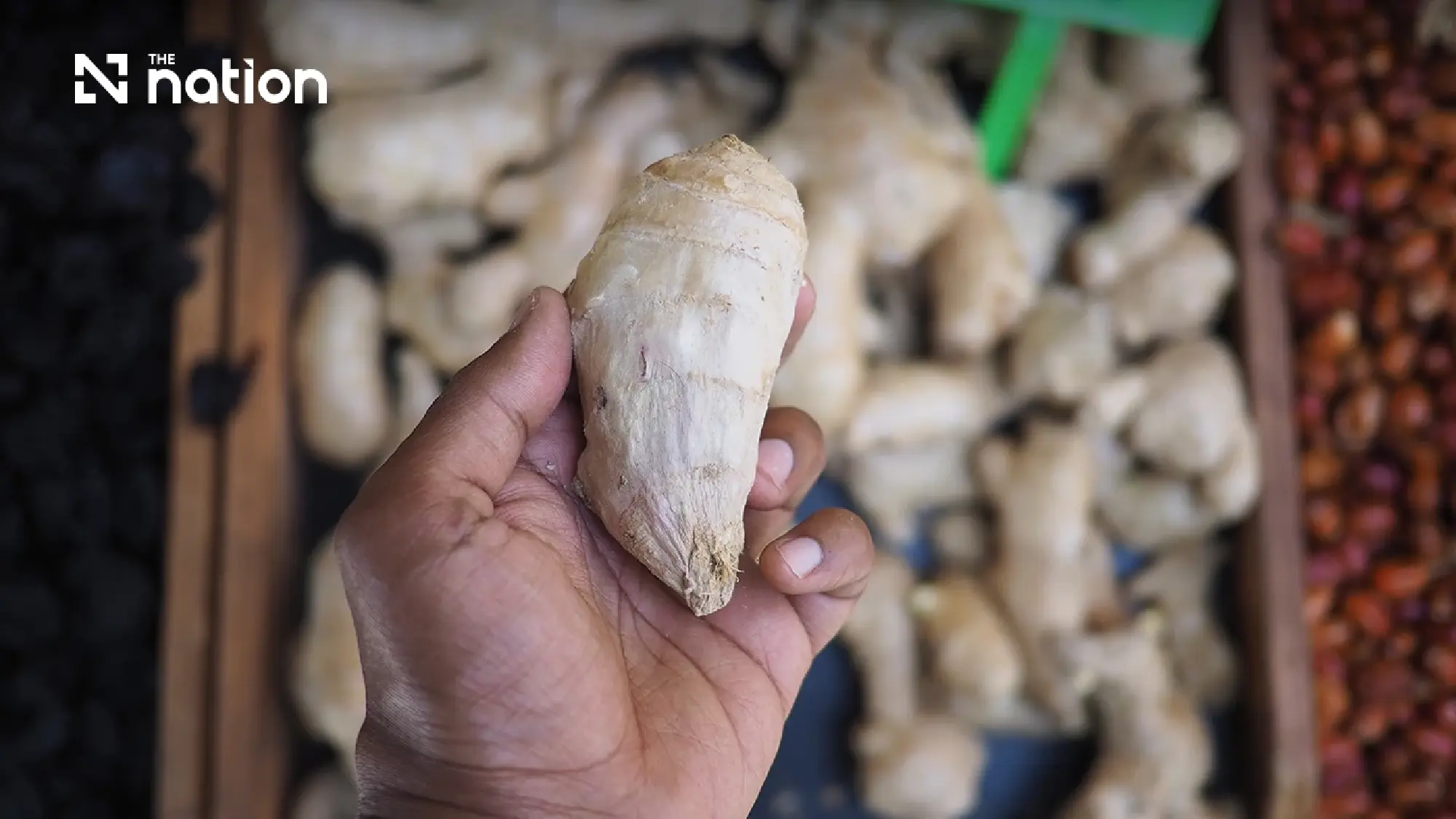 The Rise of Plai: How an Ancient Thai Root Became a Modern Pharmaceutical Heavyweight