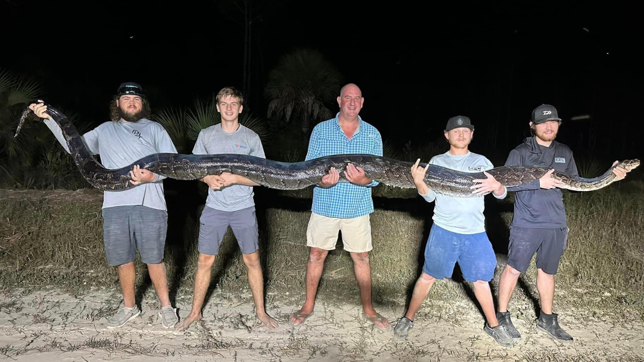 Florida dad grabbed a 202-pound Burmese python, then it started dragging him towards a canal before his entire family took down the giant snake