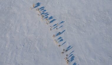 Alaska has killed 254 brown bears from the air. Will it save a caribou herd?