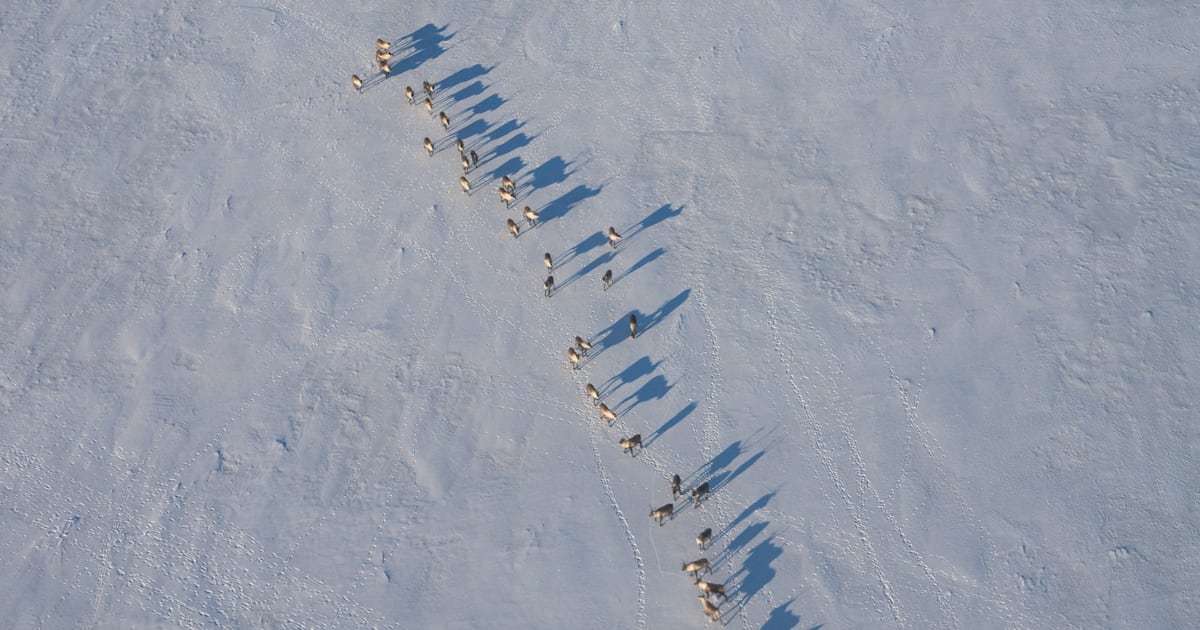 Alaska has killed 254 brown bears from the air. Will it save a caribou herd?