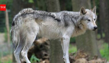 In 1995, the United States released 31 grey wolves from Canada into Yellowstone after the predators had been exterminated for nearly 70 years, hoping to rebuild a collapsing ecosystem; today, wolves have helped restore elk numbers, willow forests and beaver populations | World News