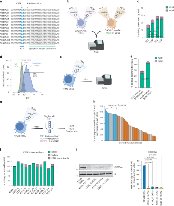 Identifying critical lysines in mammalian histone H3 with high-throughput CRISPR prime editing