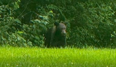 Black bear spotted along trail in Ozark, Mo.