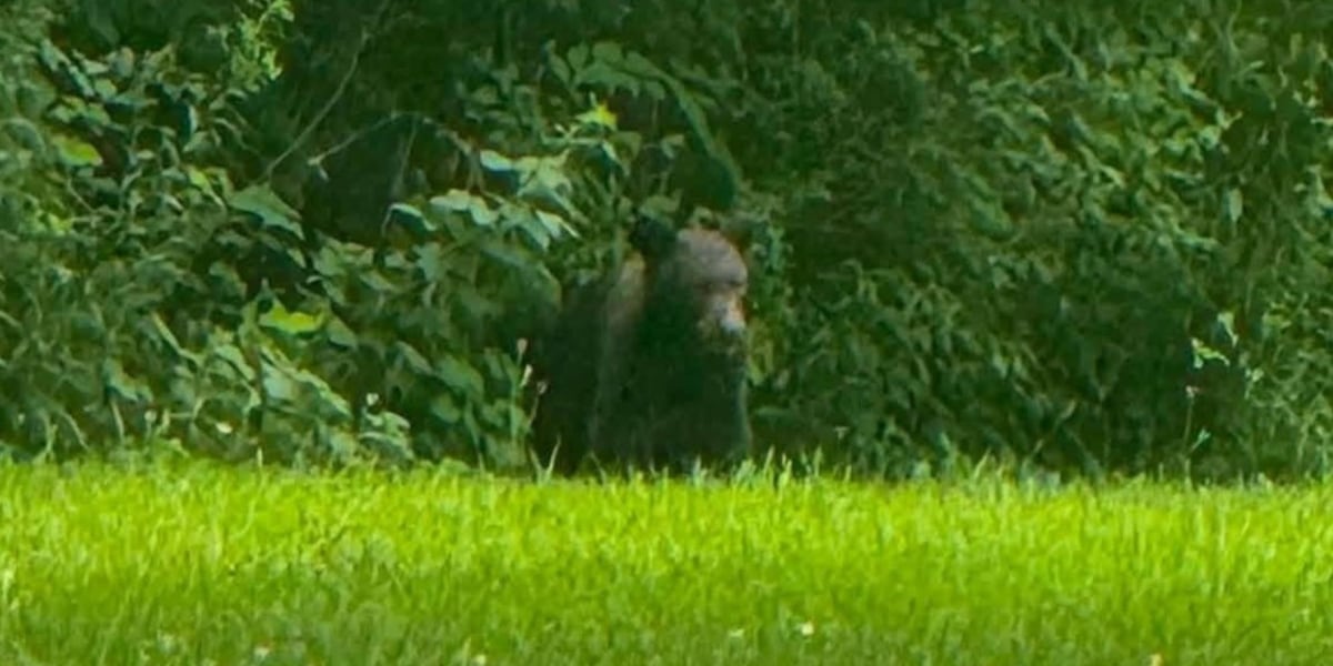 Black bear spotted along trail in Ozark, Mo.