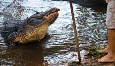 Florida man gives an incredible interview about how he fought off an alligator with a fishing pole