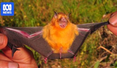 WA gold project Warrawoona fined $118,000 over threatened bat
