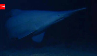 Scientists have filmed a rare 125-million-year-old goblin shark alive in its natural deep-sea habitat for the first time, revealing a new depth record and a wider Pacific range