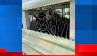 Zebra, emu, alpaca among 60 animals confiscated from West Omaha home