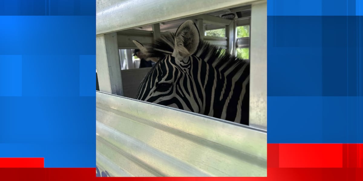 Zebra, emu, alpaca among 60 animals confiscated from West Omaha home