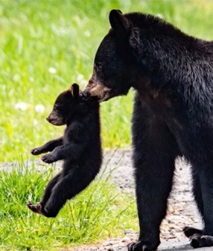 A mother black bear carries her cub in Asheville.