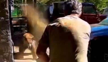 Bear spray helps Lake Tahoe father fend off charging bear after daughters spot animal going through garbage