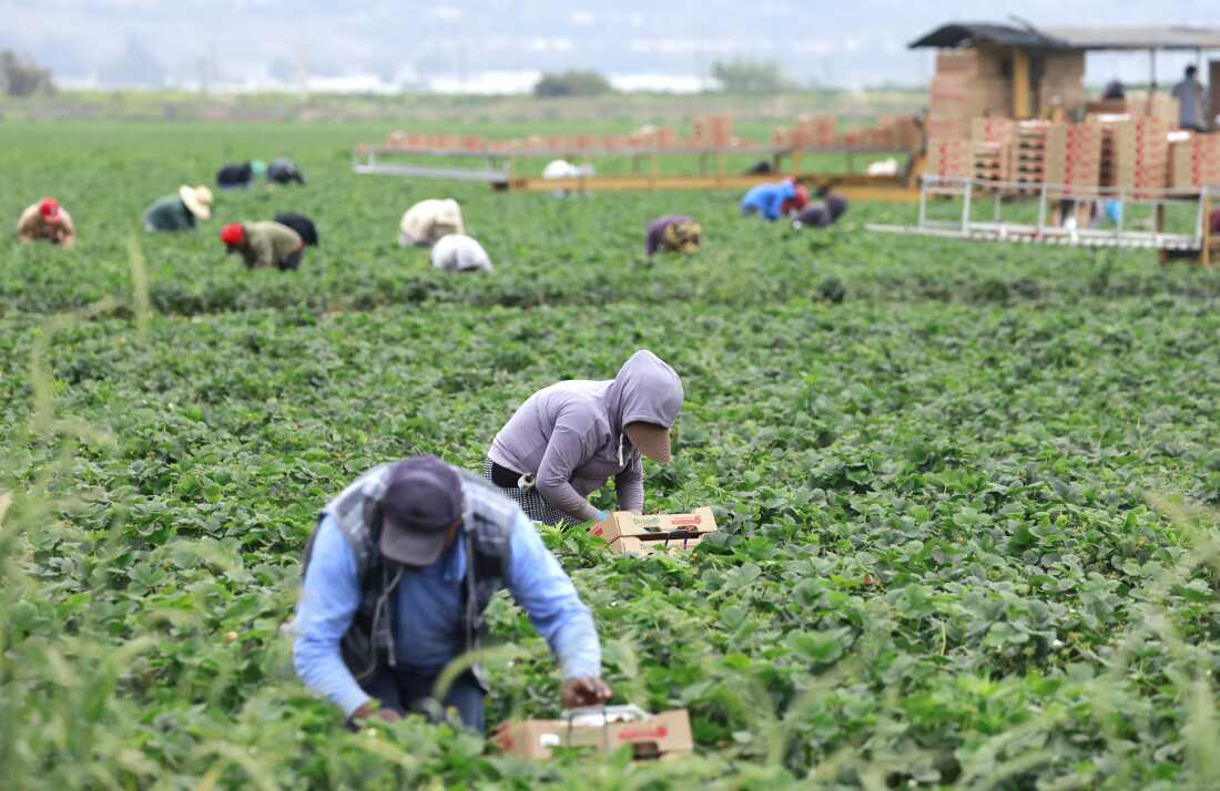 Farmworkers harvest strawberries in a field on Farmworkers Day on March 31 near Oxnard, Calif.