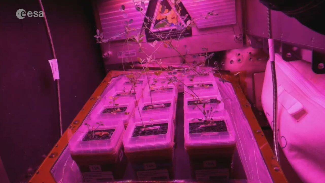 Astronaut reveals the tiny glowing garden inside the International Space Station where scientists are learning how to grow food for future Moon and Mars missions |