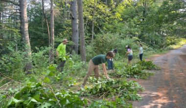 Japanese knotweed giving you fits? Here’s how you can kill it