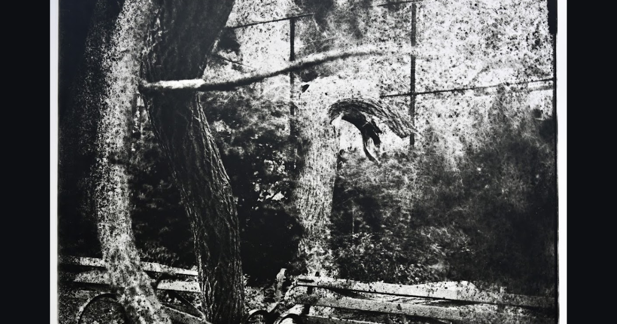 EV Grieve: 'Tompkins Trees' at Ninth Street Espresso on 10th Street