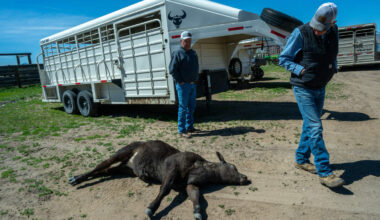California allows rubber bullets and pepper balls for wolves