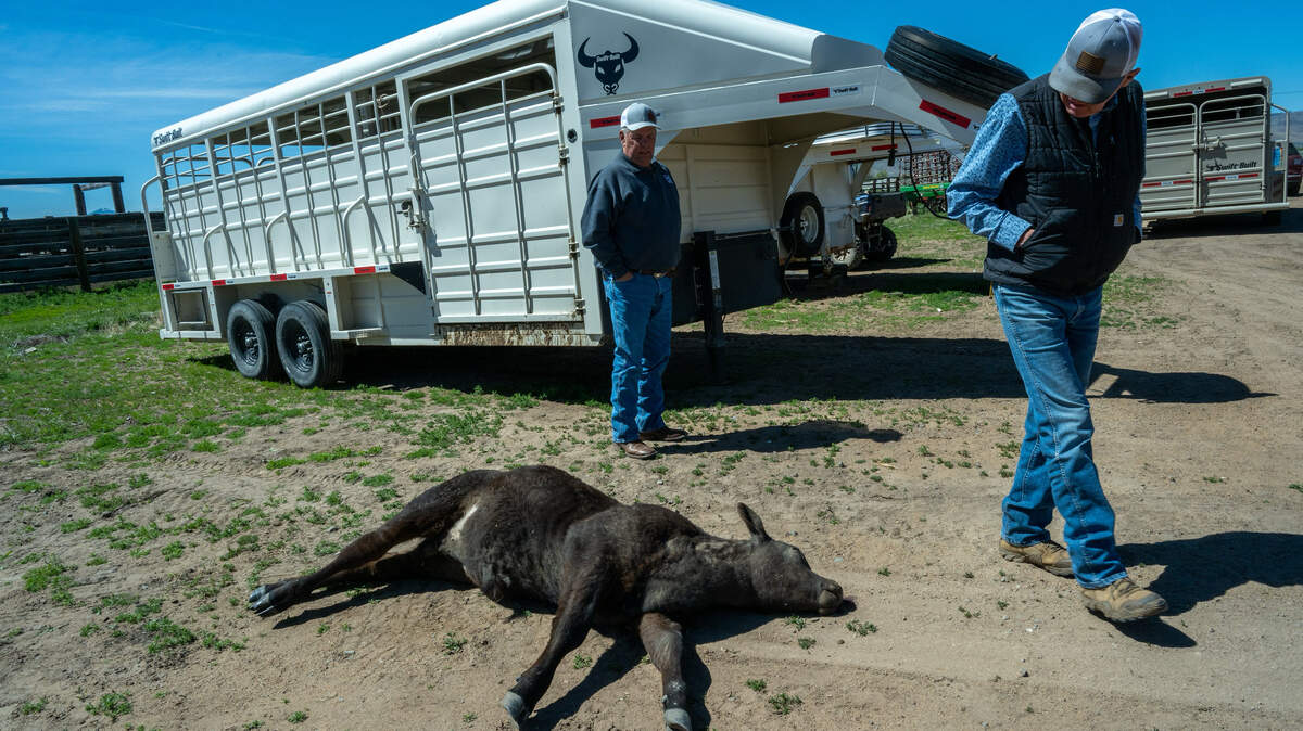 California allows rubber bullets and pepper balls for wolves