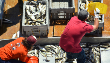 Dam Removals Helped Bring About a Stunning Comeback for Maine’s Alewives – Mother Jones