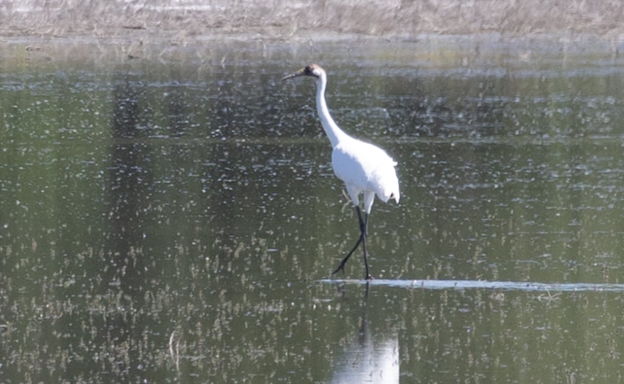 A whooping crane.