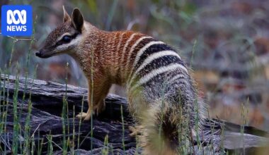 Numbat conservation efforts pull native species from brink of extinction